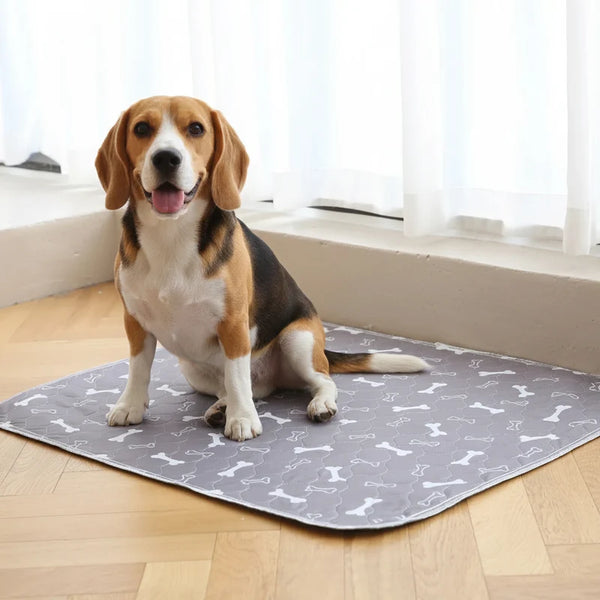 Helps the dog find the right place